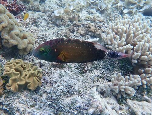 Cheilinus chlorourus observed 2026-10-22
