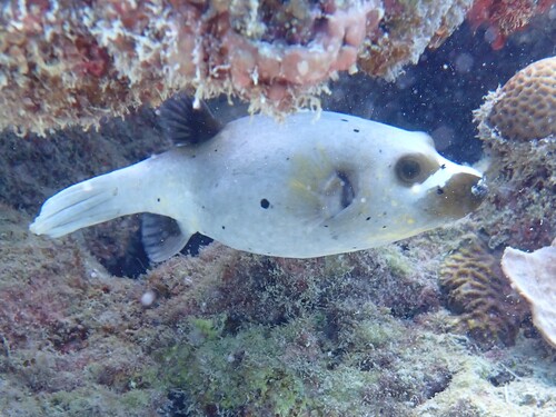 Arothron nigropunctatus observed 2026-10-22