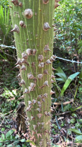 Ceiba pentandra observed 2026-10-22