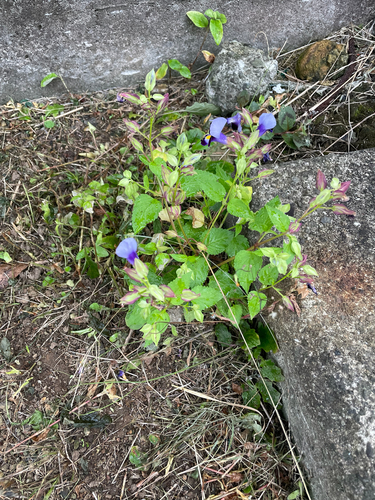 Torenia fournieri observed 2026-10-23