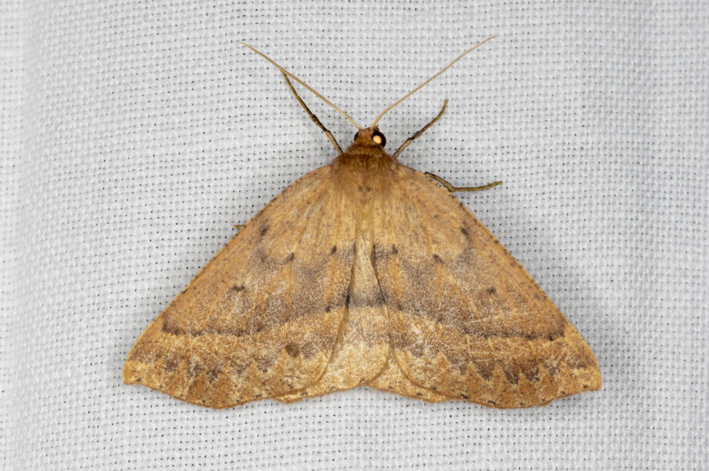 Idiodes prionosema
