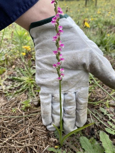 Spiranthes australis observed 2026-10-23