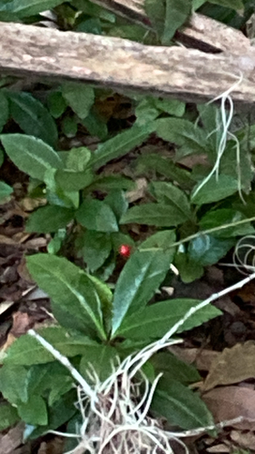 Ardisia crenata observed 2026-10-22