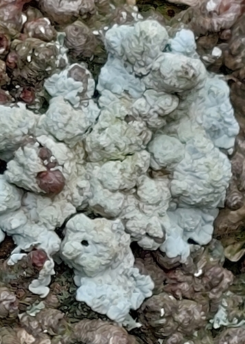Diploicia canescens observed 2026-10-22