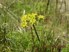Lomatium dissectum dissectum