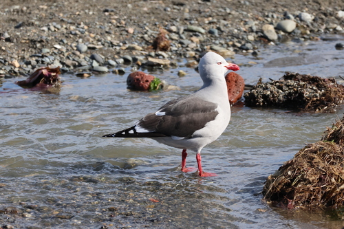 Leucophaeus scoresbii, 2026-10-22