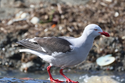 Leucophaeus scoresbii, 2026-10-22