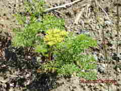 Lomatium dissectum dissectum