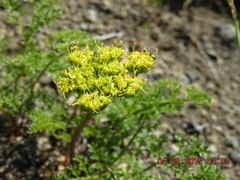 Lomatium dissectum dissectum