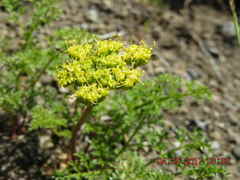 Lomatium dissectum dissectum