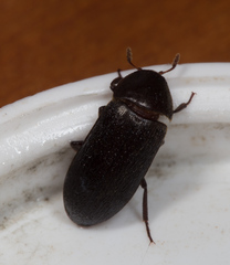 Dermestes
