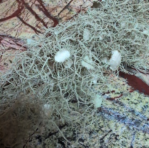 Usnea quasirigida observed 2026-10-22