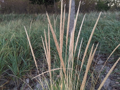 Calamagrostis breviligulata, 2026-10-22