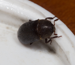 Dermestes