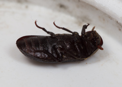 Dermestes