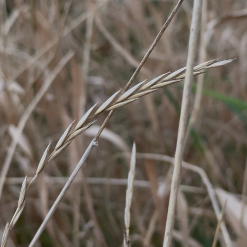 Elymus repens observed 2026-10-22