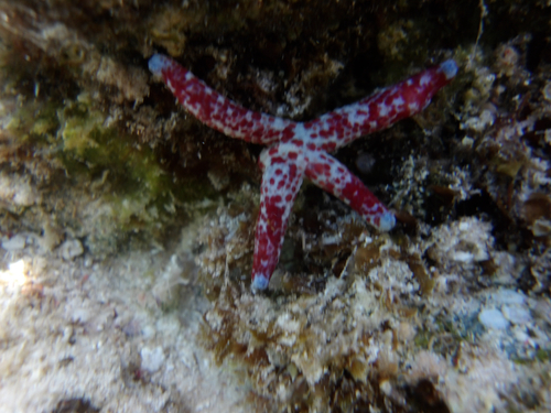 Linckia multifora observed 2026-10-22