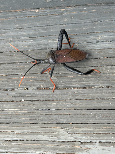 Giant Agave Bug