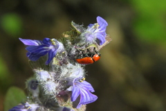 Cryptocephalus coryli