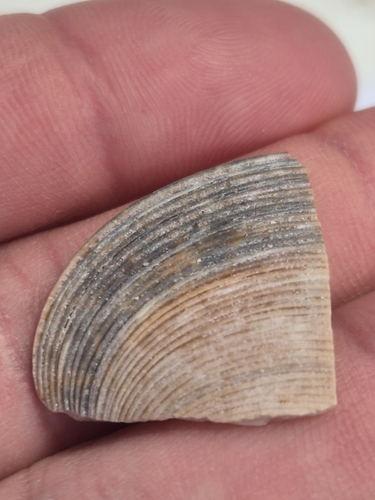 Paphia observed 2026-10-23
