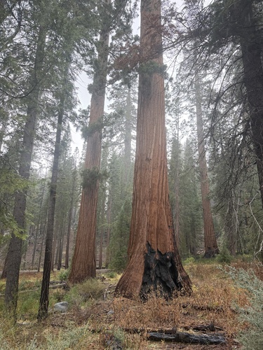 Sequoiadendron giganteum observed 2026-10-22