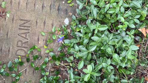 lesser periwinkle photograph by the iNaturalist community