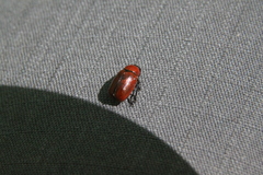 Cryptocephalus coryli