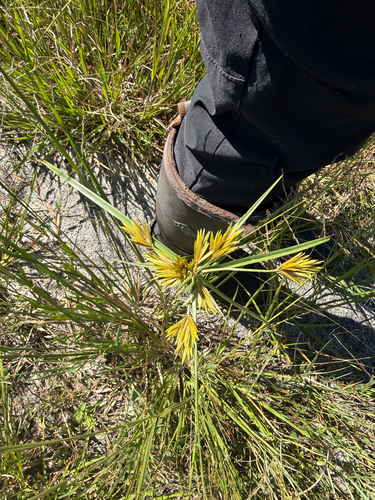 Cyperus polystachyos observed 2026-10-22