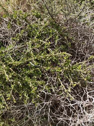 Melicytus crassifolius observed 2026-10-18