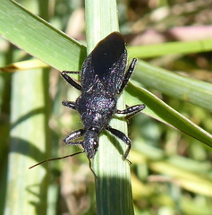 Coranus carbonarius