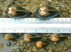 Alasmidonta undulata