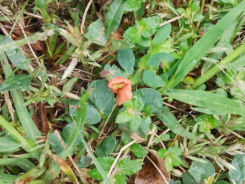 Macroptilium gibbosifolium, 2026-10-09