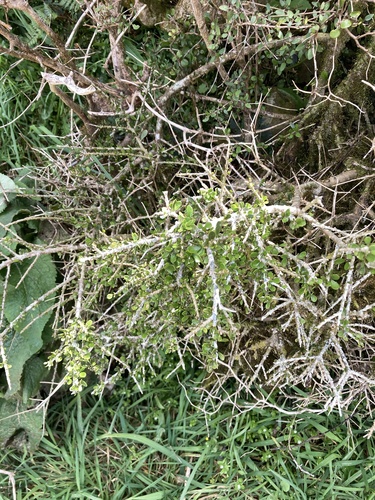 Melicytus crassifolius observed 2026-10-18