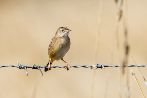 iNaturalist image