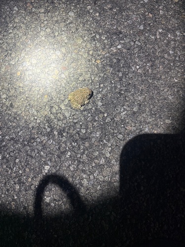 Great Plains Toad