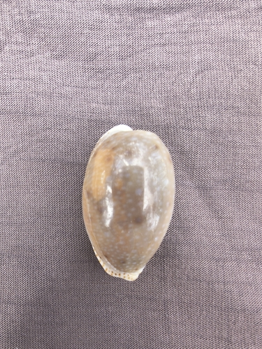 Cypraea erosa observed 2026-10-22