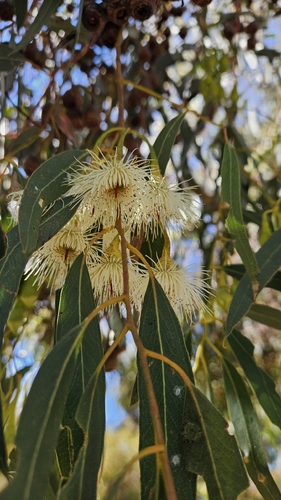 Eucalyptus leucoxylon observed 2026-10-23
