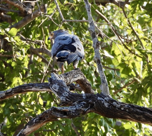 iNaturalist image