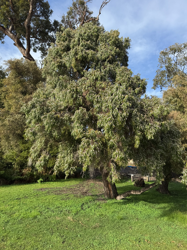 Agonis flexuosa, 2026-10-23