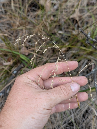 Glyceria canadensis, 2026-10-22