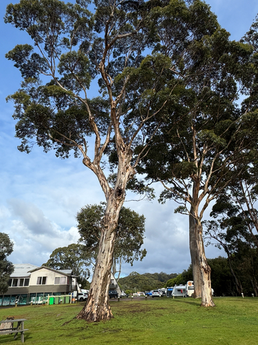 Eucalyptus diversicolor observed 2026-10-23