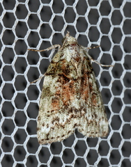 Calathusa eremna