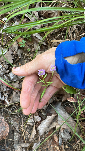 Polygala alba observed 2026-10-22