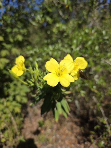 common evening-primrose photograph by the iNaturalist community