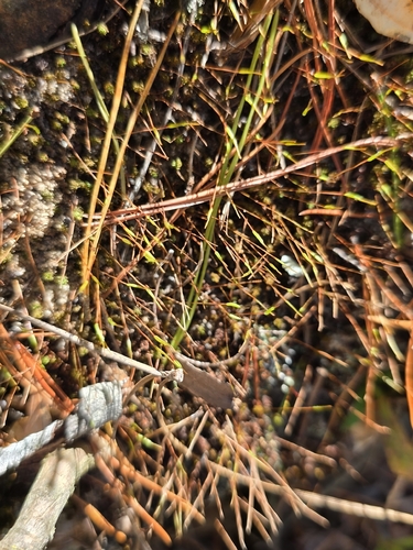 Atrichum angustatum observed 2026-10-22