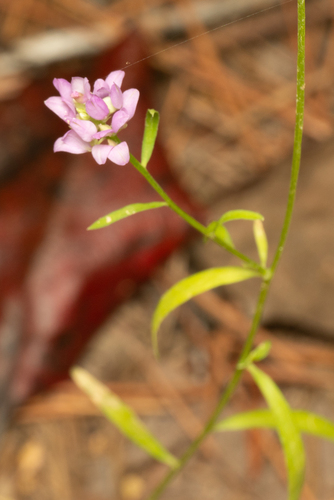 Polygala alba observed 2026-10-22