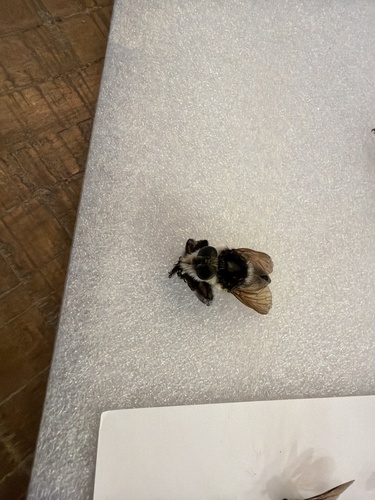 Southern Bee-Killer