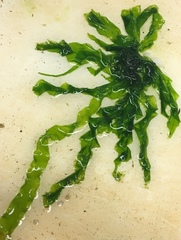 Ulva linza