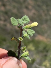 Clinopodium chandleri