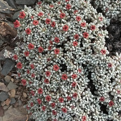Eriogonum caespitosum